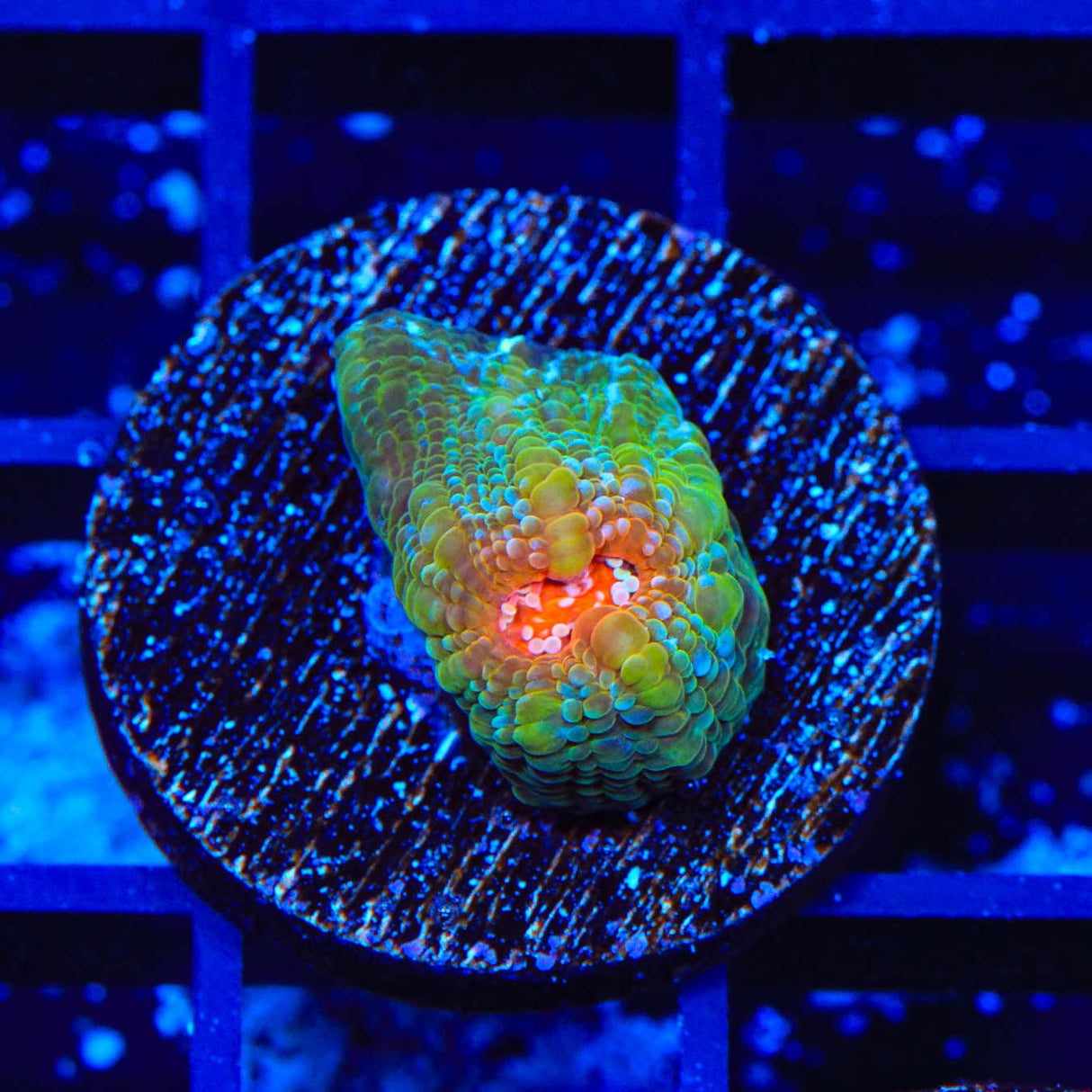 TSA Bubblegum Nightmare Chalice Coral