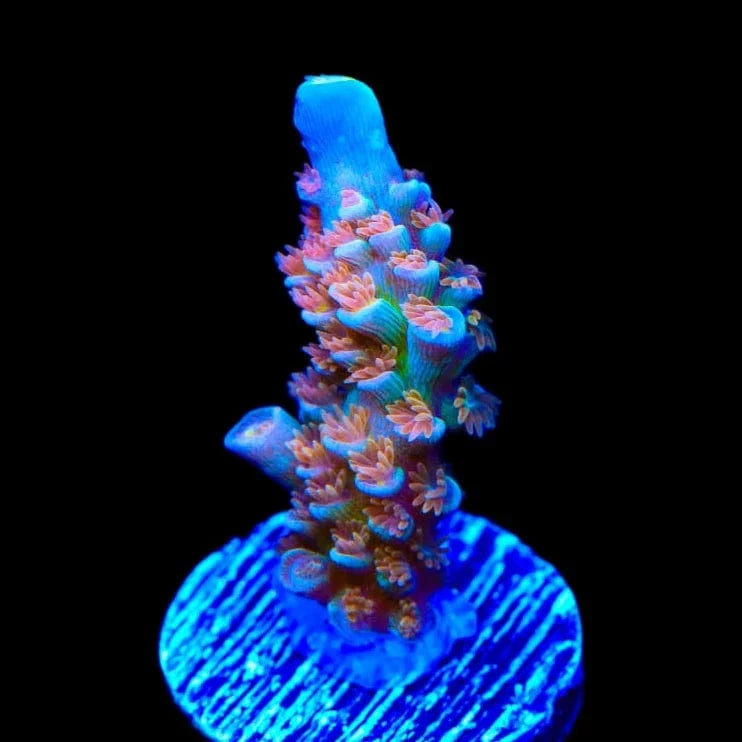 TSA Bubbleyum Acropora Coral