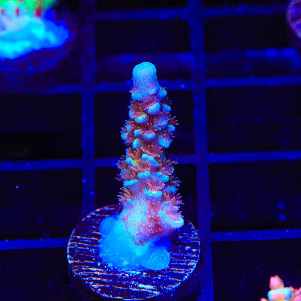 TSA Bubbleyum Acropora Coral