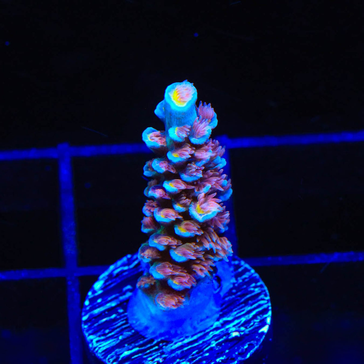 TSA Bubbleyum Acropora Coral