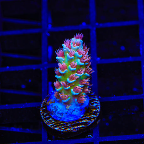 TSA Bubbleyum Tenuis Acropora Coral