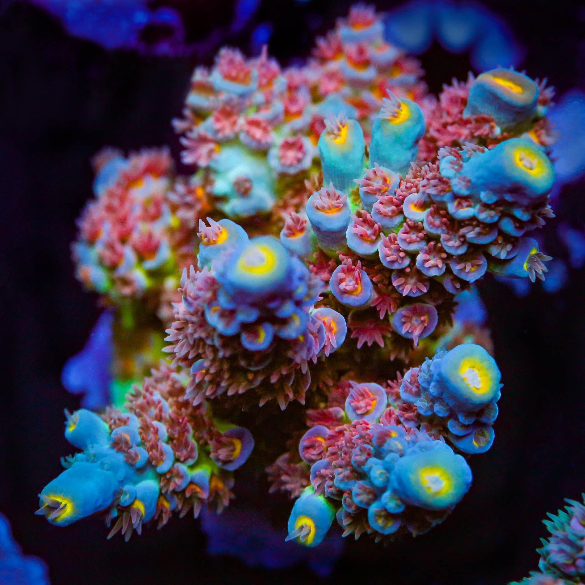 Signature Corals – Top Shelf Aquatics