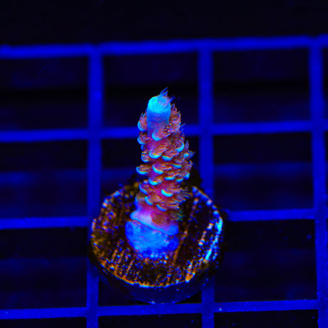 TSA Bubbleyum Tenuis Acropora Coral