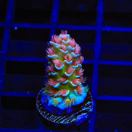 TSA Bubbleyum Tenuis Acropora Coral