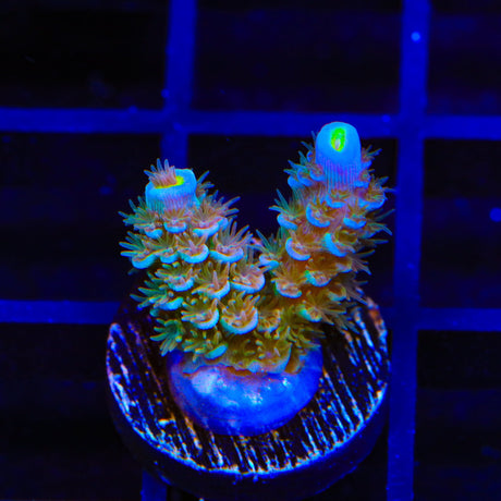 TSA Bubbleyum Tenuis Acropora Coral