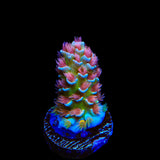 TSA Bubbleyum Tenuis Acropora Coral