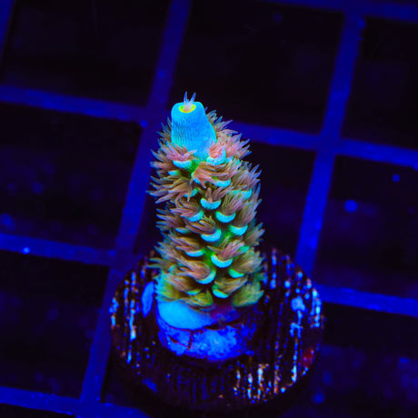 TSA Bubbleyum Tenuis Acropora Coral