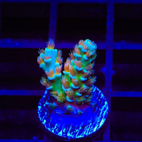 TSA Bubbleyum Tenuis Acropora Coral