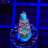TSA Bubbleyum Tenuis Acropora Coral