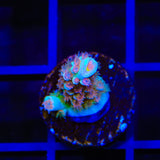 TSA Bubbleyum Tenuis Acropora Coral