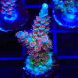 TSA Bubbleyum Tenuis Acropora Coral