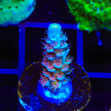 TSA Bubbleyum Tenuis Acropora Coral