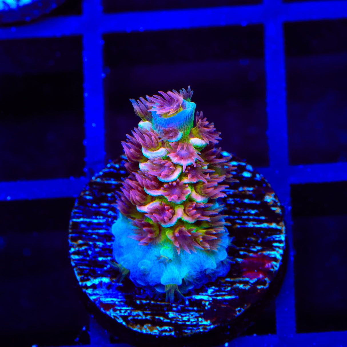 TSA Bubbleyum Tenuis Acropora Coral