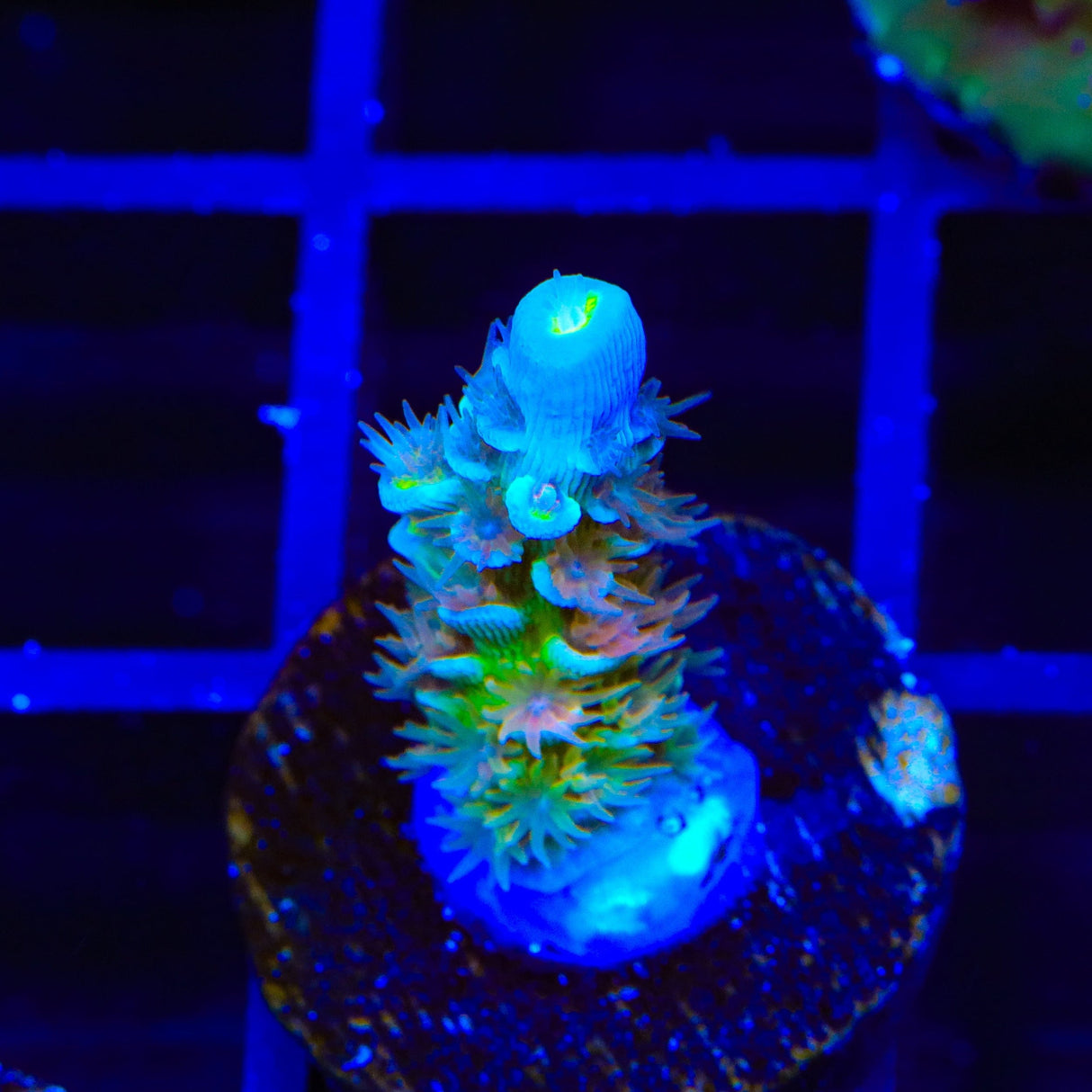 TSA Bubbleyum Tenuis Acropora Coral