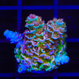 TSA Bubbleyum Tenuis Acropora Coral