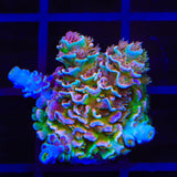 TSA Bubbleyum Tenuis Acropora Coral