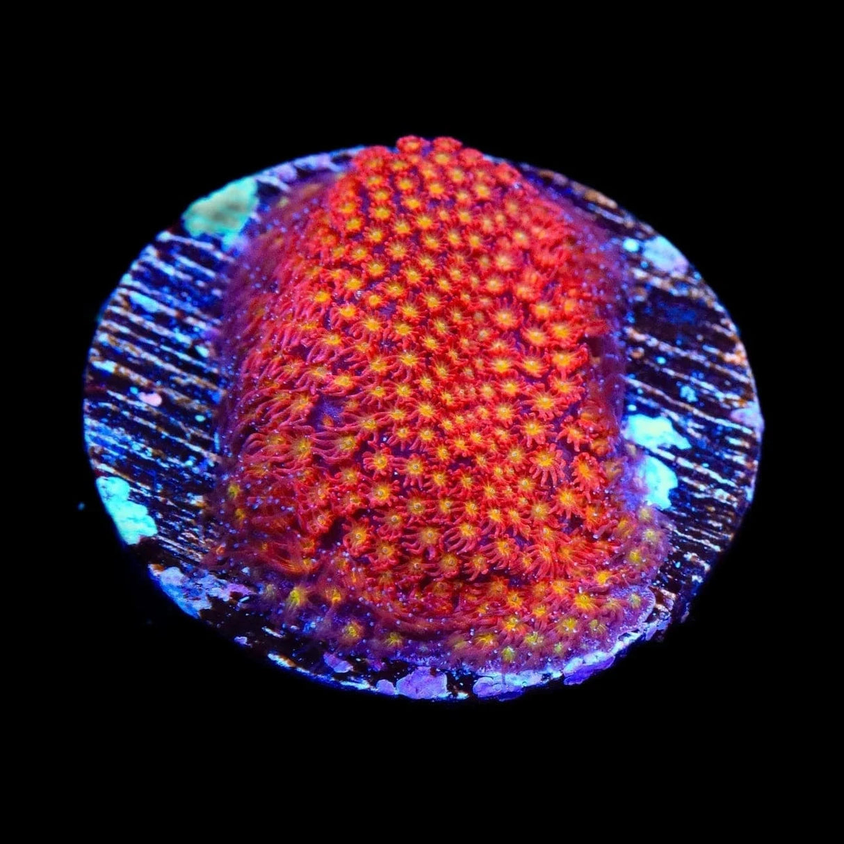 TSA Calcifer Stylocoeniella Coral