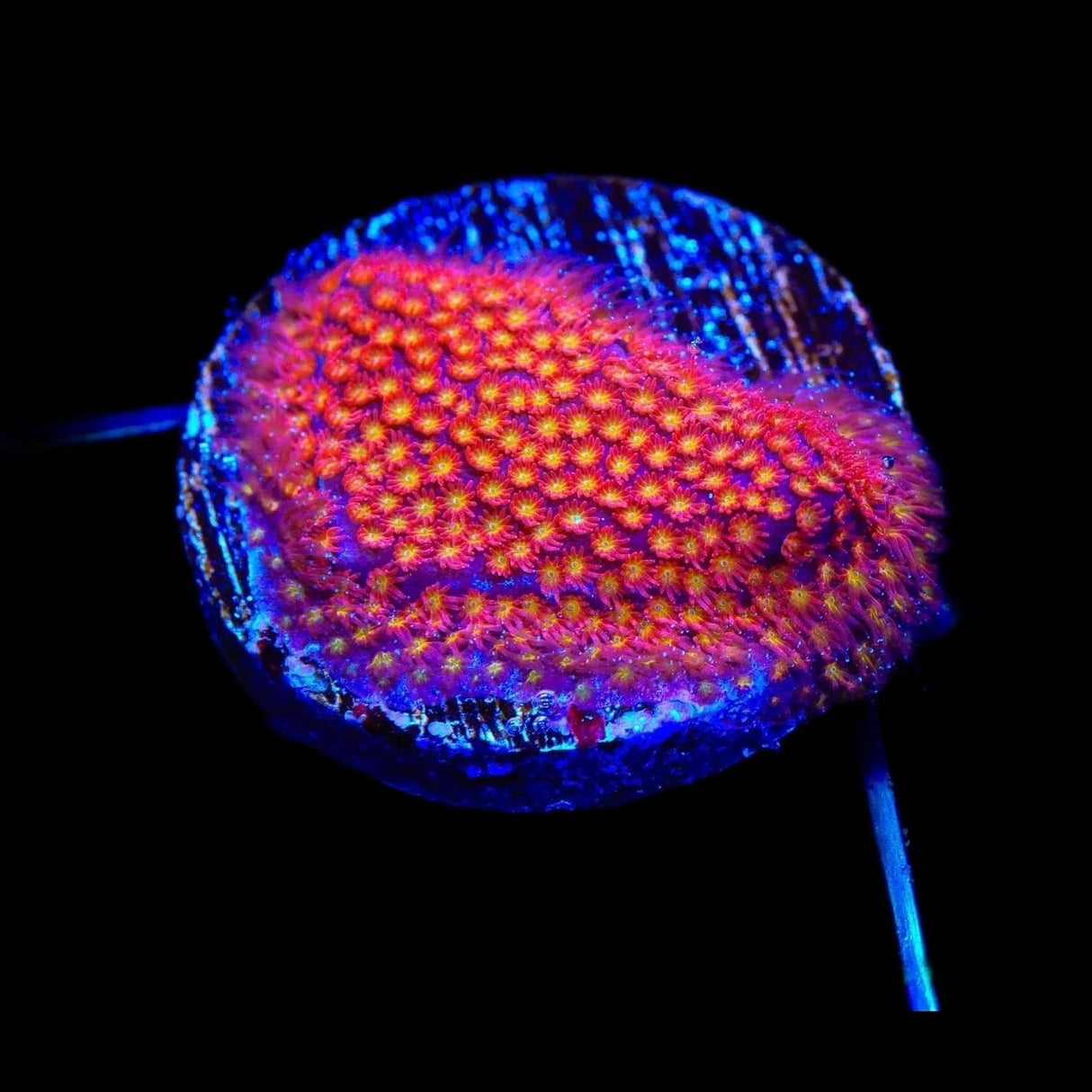 TSA Calcifer Stylocoeniella Coral