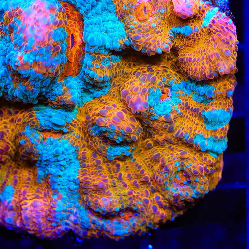 TSA Calypso Chalice Coral