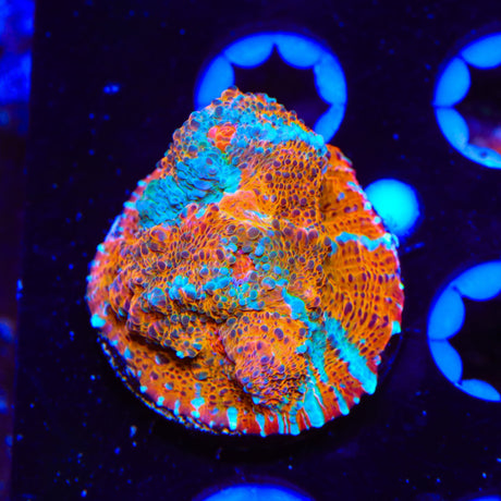 TSA Calypso Chalice Coral