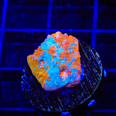 TSA Calypso Chalice Coral
