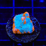 TSA Calypso Chalice Coral