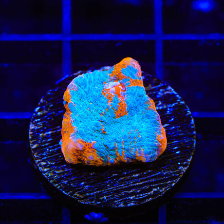 TSA Calypso Chalice Coral