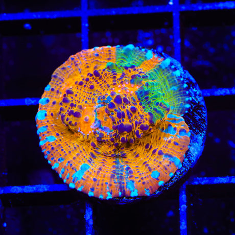 TSA Calypso Chalice Coral