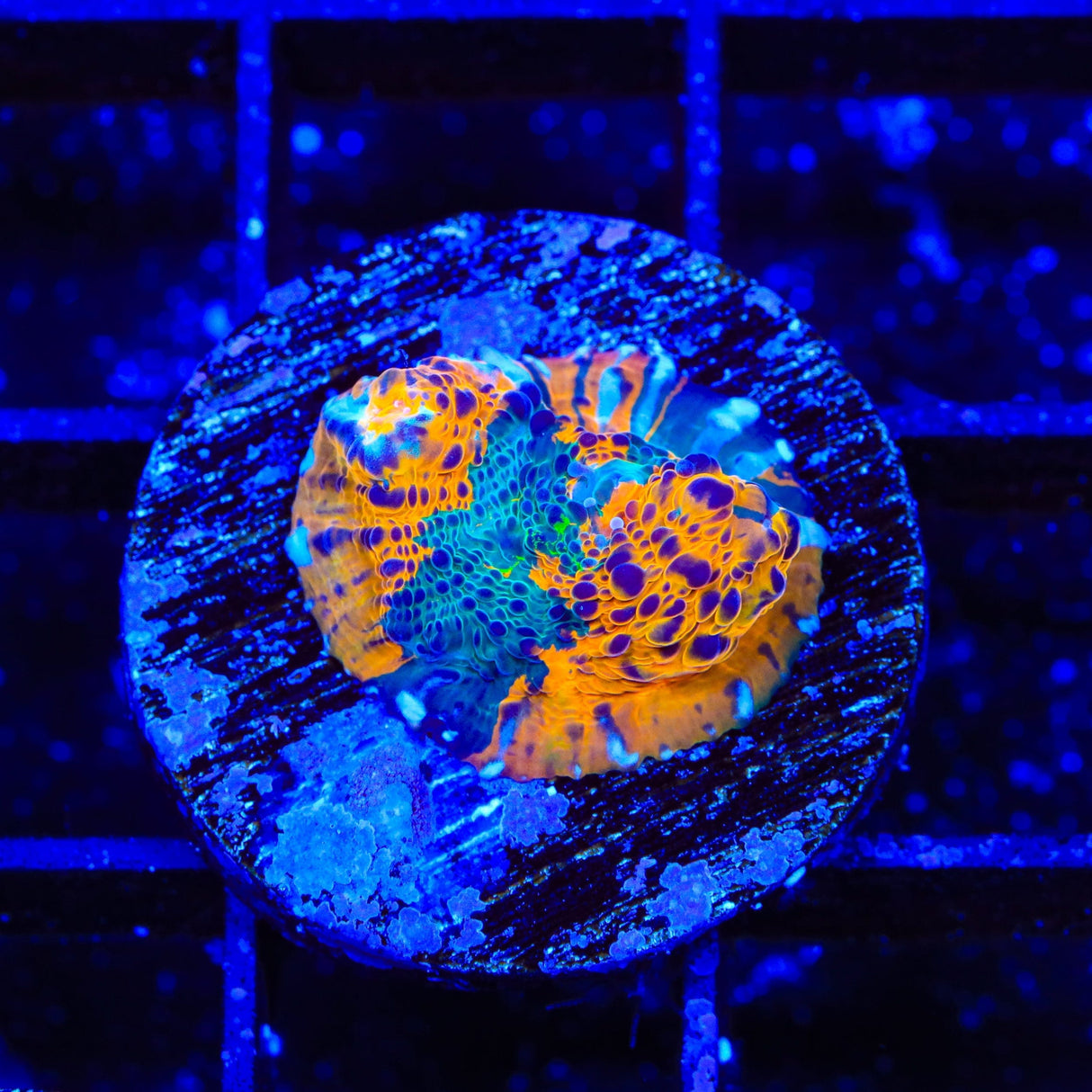 TSA Calypso Chalice Coral