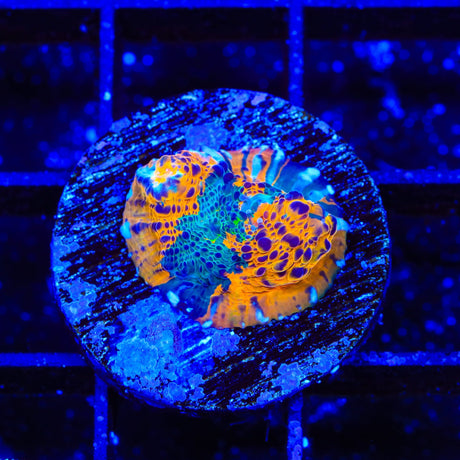 TSA Calypso Chalice Coral