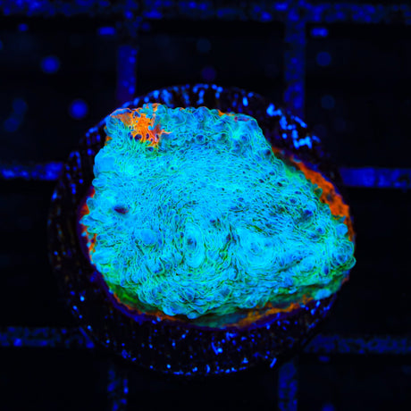 TSA Calypso Chalice Coral