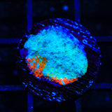 TSA Calypso Chalice Coral