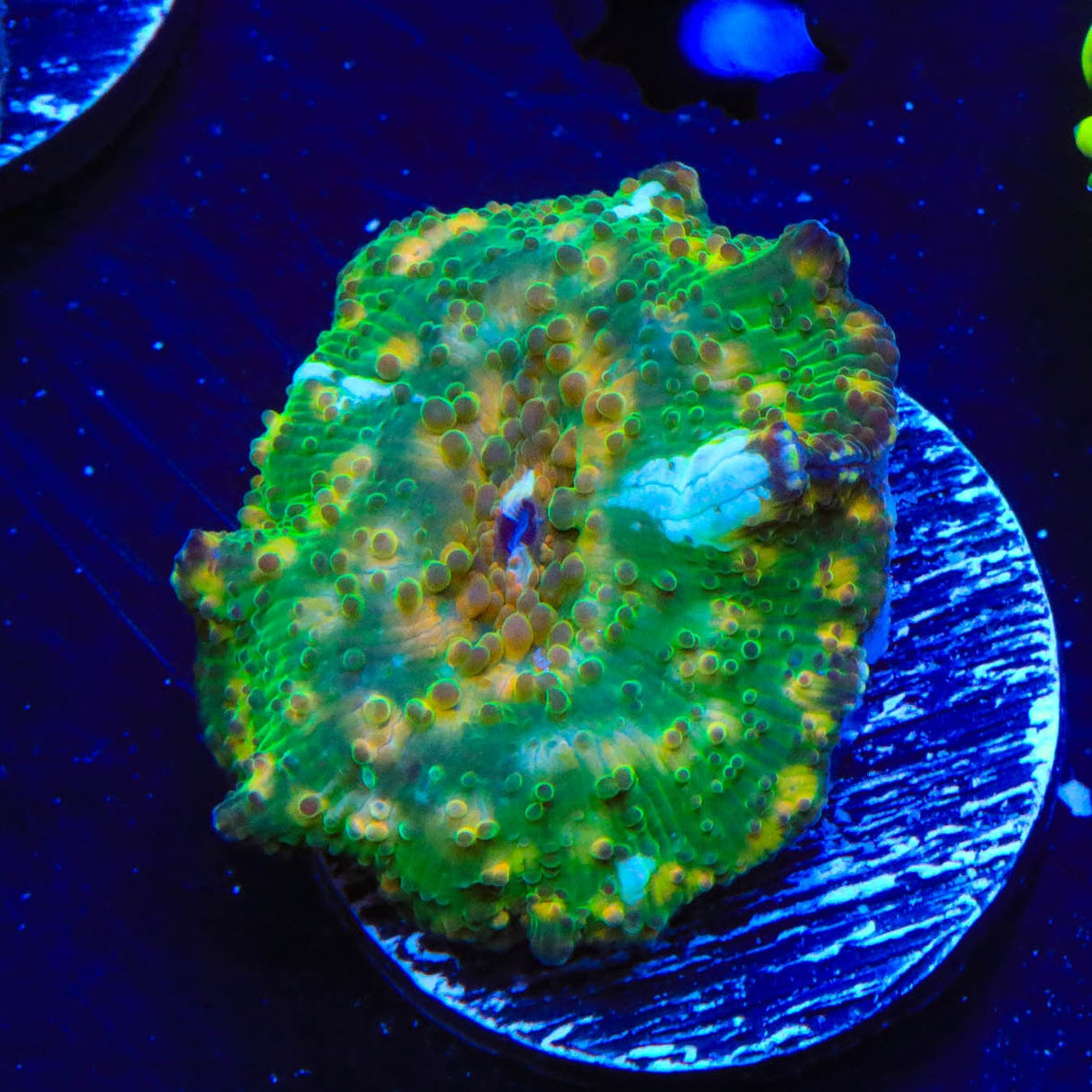 TSA Camo Mushroom Coral