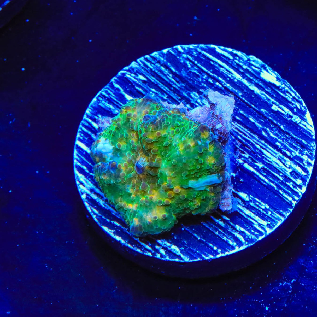 TSA Camo Mushroom Coral
