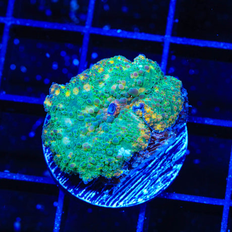 TSA Camo Mushroom Coral