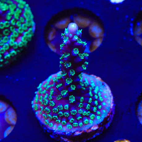TSA Candle Light Stag Acropora Coral