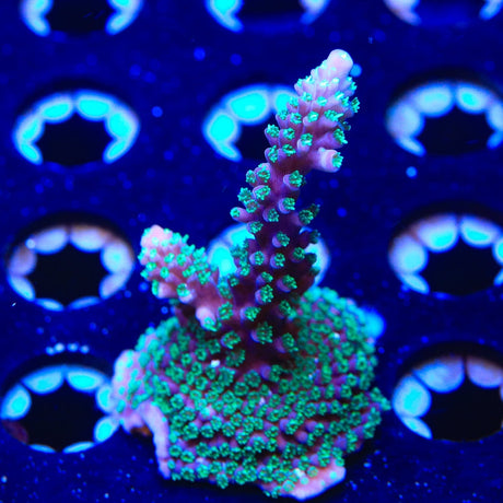 TSA Candlelight Acropora Coral