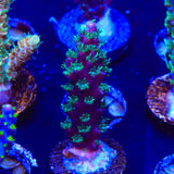 TSA Candlelight Acropora Coral