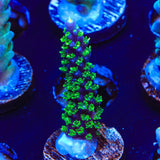 TSA Candlelight Acropora Coral