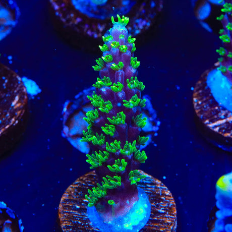 TSA Candlelight Acropora Coral