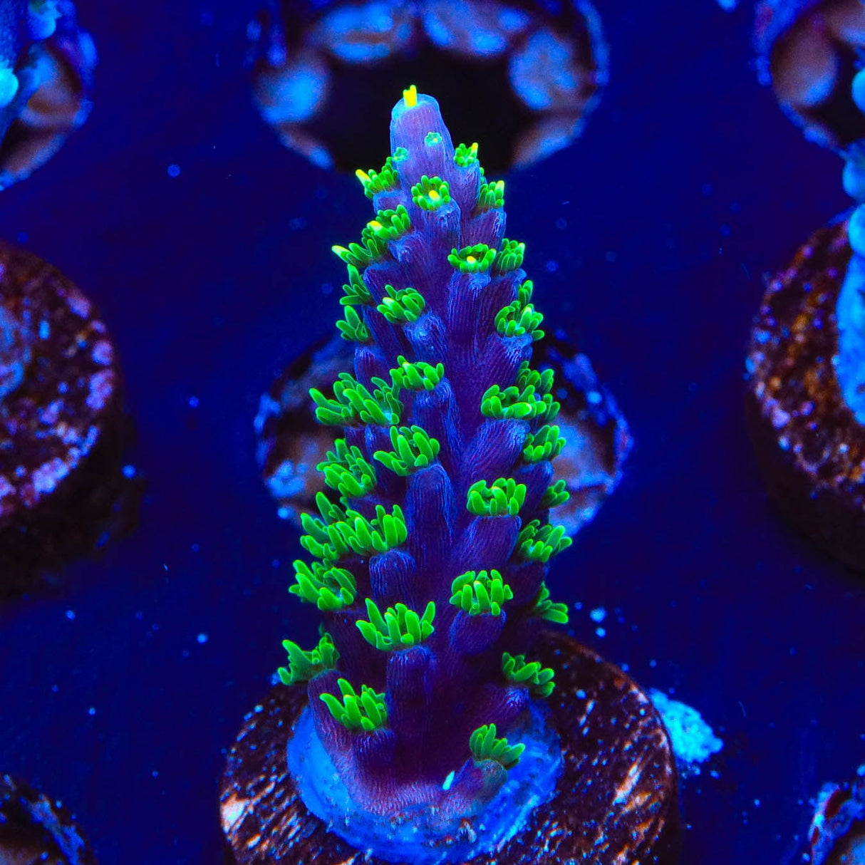 TSA Candlelight Acropora Coral