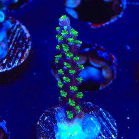 TSA Candlelight Acropora Coral