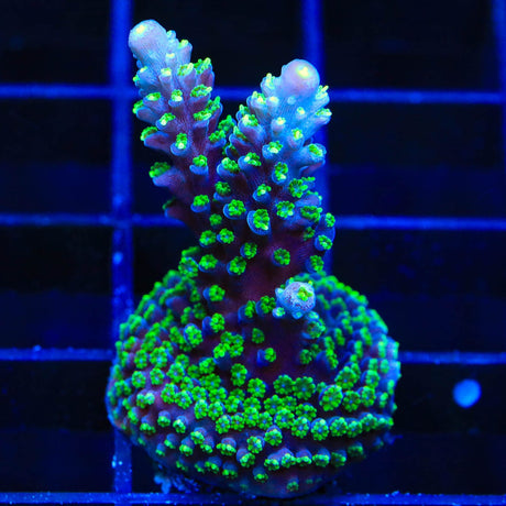 TSA Candlelight Acropora Coral