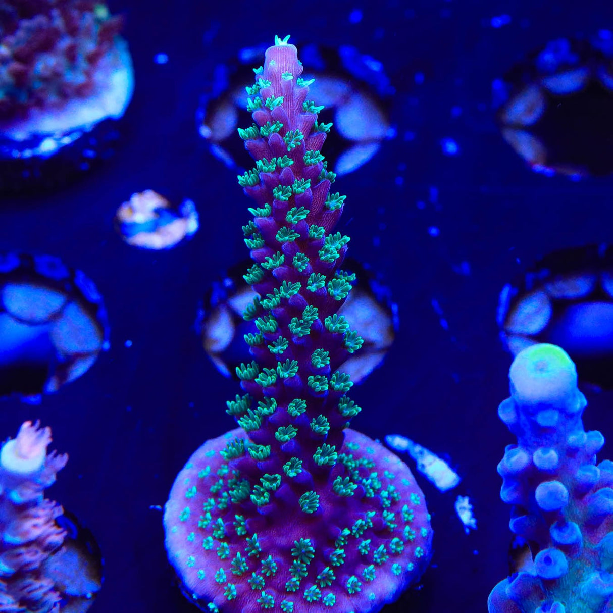 TSA Candlelight Acropora Coral
