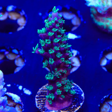 TSA Candlelight Acropora Coral