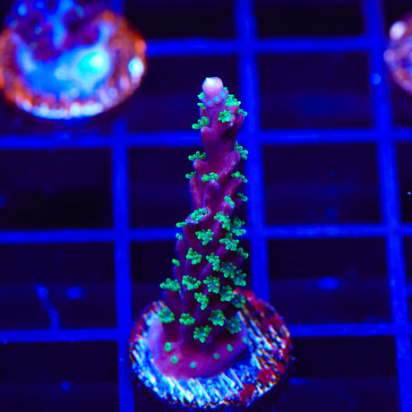 TSA Candlelight Acropora Coral