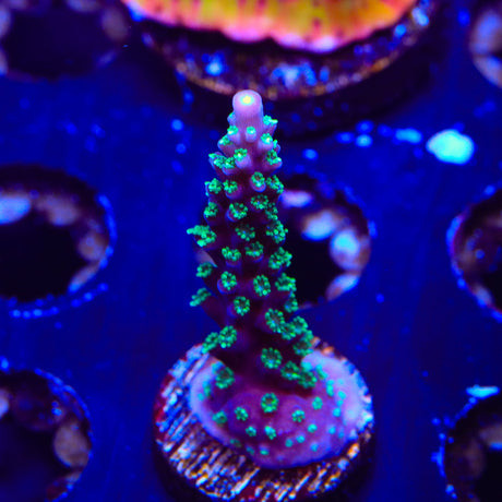TSA Candlelight Acropora Coral