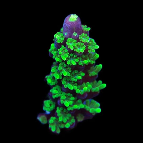 TSA Candlelight Stag Acropora Coral