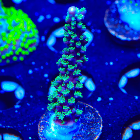 TSA Candlelight Stag Acropora Coral