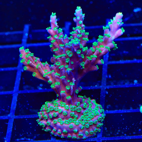 TSA Candlelight Stag Acropora XL Frag Coral